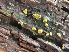 Chlorosplenium