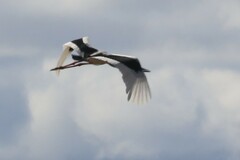 Ephippiorhynchus asiaticus