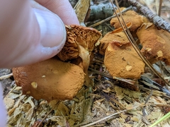 Flammulaster erinaceellus