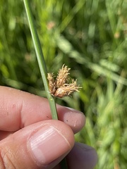 Schoenoplectus acutus