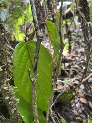 Xylosma