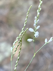 Polygonella gracilis