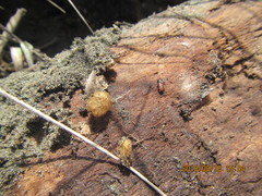 Mesites pallidipennis