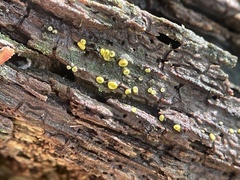 Chlorosplenium