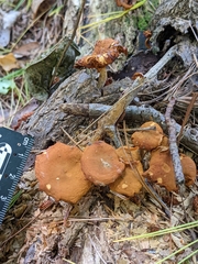 Flammulaster erinaceellus