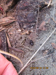 Mesites pallidipennis