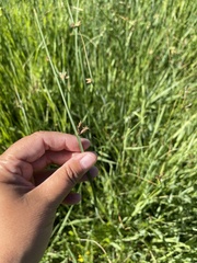 Schoenoplectus acutus