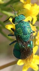 Chrysidinae