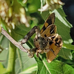 Stagmomantis