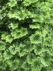 Hypnodendron