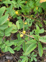 Rosa majalis