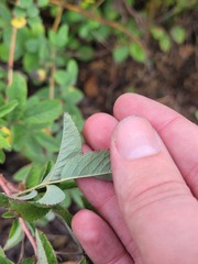 Rosa majalis