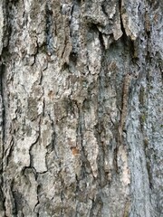 Acer