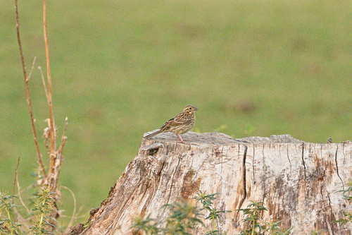 Escribano soteño (Emberiza cirlus)