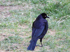 Molothrus oryzivorus