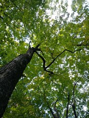 Acer