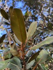 Planchonella sandwicensis