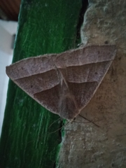 Poaphilini