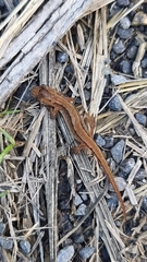 Lissotriton vulgaris