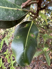 Planchonella sandwicensis