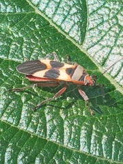 Oncopeltus unifasciatellus