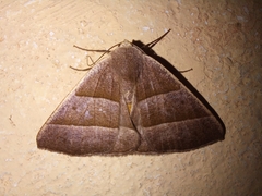 Poaphilini