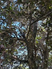 Planchonella sandwicensis