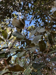 Planchonella sandwicensis