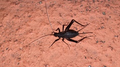 Meloimorpha japonica