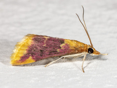 Pyrausta pythialis