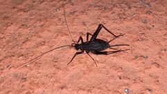 Meloimorpha japonica