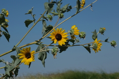 Helianthus argophyllus
