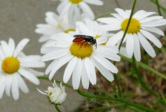 Sphecodes albilabris
