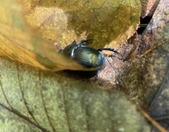 Geotrupes