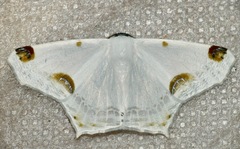 Sericoptera mahometaria