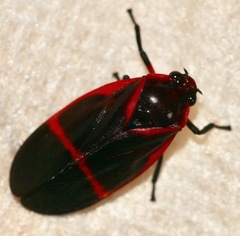 Cercopidae