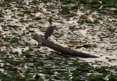 Nycticorax nycticorax