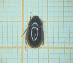 Hydrophilidae