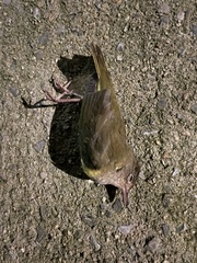 Oporornis agilis