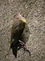 Oporornis agilis