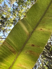 Elaphoglossum crassicaule