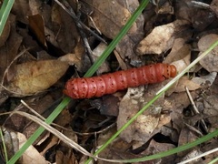 Anisota oslari