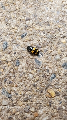 Glischrochilus fasciatus