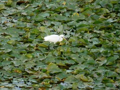 Egretta garzetta
