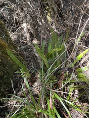 Elaphoglossum crassicaule