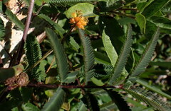 Neptunia pubescens