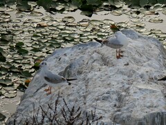 Chroicocephalus ridibundus