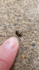 Glischrochilus fasciatus