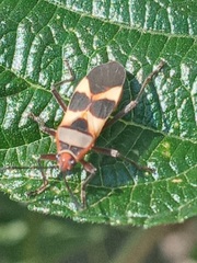 Oncopeltus unifasciatellus