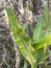 Elaphoglossum crassicaule